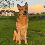 Rex - @rex_007_wolf - Instagram