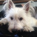 Rex the Wolf - @rexxthewhitewestiewolf - Instagram