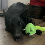 rex wolf🐾 - @rexy.the.black.gsd - Instagram