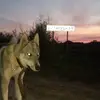 rex_wolf - @rex_fat_boar - TikTok