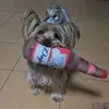 Cabo Rexintong - @rexyorkie - TikTok