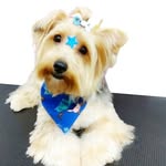 Dog Rex Mendes - @rexyorkshire - Instagram