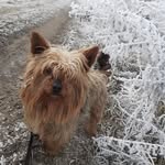 @rex.yorkshire - Instagram