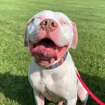 Rex - 📍LONG ISLAND, NEW YORK - @help_rex_find_a_home - Instagram