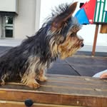 Rex 🐕 - @rex.yorkshireterrier - Instagram