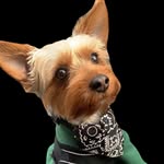 Rex - @rex._the_yorkie - Instagram
