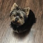 Rex - @rex.yorkie - Instagram