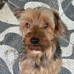 Rex - @rex_o_york - Instagram