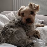 Rex - @rex_the.yorkie - Instagram