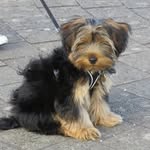 Rex - @rex_the_york - Instagram