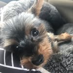 👑🐶rex🤍🐕 - @rex_yorki - Instagram