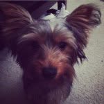 Rex - @rex_yorkie - Instagram