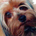Rex - @rex_yorkshire - Instagram