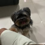 REX - @rex_yorkshire_ - Instagram