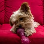 Rex - @rex_yorky - Instagram