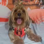 Rex - @rexyorkshire20 - Instagram