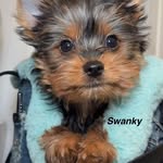 Rex - @swankyrextheyorkie - Instagram
