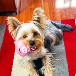 Rex the funniest yorkshire - @rexthefunniestyorkie - Instagram