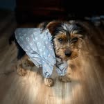 Rex the York - @adventuresofrex_ - Instagram