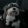 Rex the Yorki - @rextheyorki - TikTok