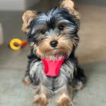 Rex the Yorkie - @rextheyork - Instagram