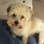 Rex the Yorkipoo - @rex.the.poodle.yorkie.mix - Instagram