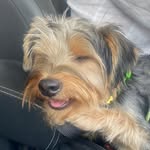 @rex_york_shire - Instagram