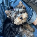@rex_yorkie2023 - Instagram