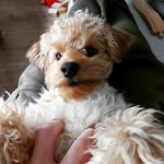 Rex - @yorkiepoo_rex - Instagram