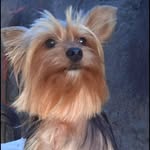 Rex.york.ofc - @rex.york.ofc - Instagram