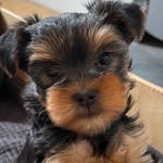 T.rex Yorkshire - @t.rex_yorkshire_ - Instagram