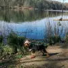 Yorkie_Rex - @yorkie_rex - TikTok