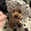 yorkierex - @yorkierex - TikTok