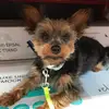 🐾 - @yorkshirerexterrier - TikTok
