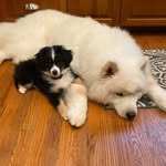 Beau the Samoyed and Reyna the Mini Australian Shepherd - @beau.and.reyna - Instagram