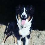 Reyna Australian Shepherd - @reyna.asd - Instagram