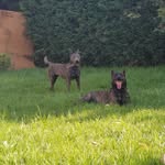 Reyna Dutch Shepherd - @reyna_dutch_shepherd - Instagram