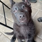 Reyna🐶 - @reynatheshepherd - Instagram
