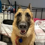 Reyna the GermanShepherd 🐶 - @reynathegermanshepherd - Instagram