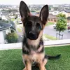 Reynathegermanshepherd - @reynathegermanshepherd - TikTok