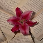 Reyna Vences - Facebook
