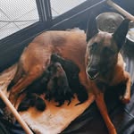 Les bébés de Rhéa - chiens de berger belge malinois LOF - @seleenkawayeh - Instagram