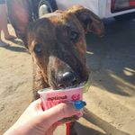 Rhea - @rhea_american_bulldog_cross - Instagram