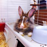 Rhea The Lionhead Cross - @rhea_the_lionhead_cross - Instagram