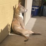 Rhea sullivan 🐾 - @pitty.called.rhea - Instagram