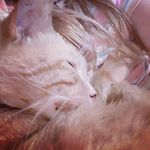 @rhea_watts2020 - Instagram