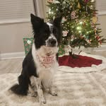 Bailey Rhett 🐾 - @baileyrhett_the_border_collie - Instagram