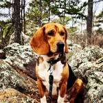 Mr. Rhett + Ms. Lzzy & Friends - @mrrhettpup - Instagram