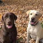 @rhett_and_oliver - Instagram