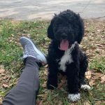 Rhett Oliver Nasello - @rhett_thedoodle - Instagram
